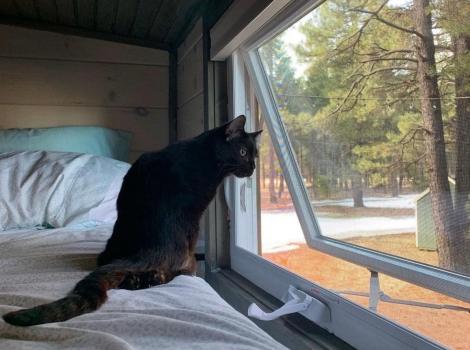 Clark the cat lying on a bed and looking out of a window